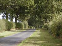 Tree lined road near to Harrietfield